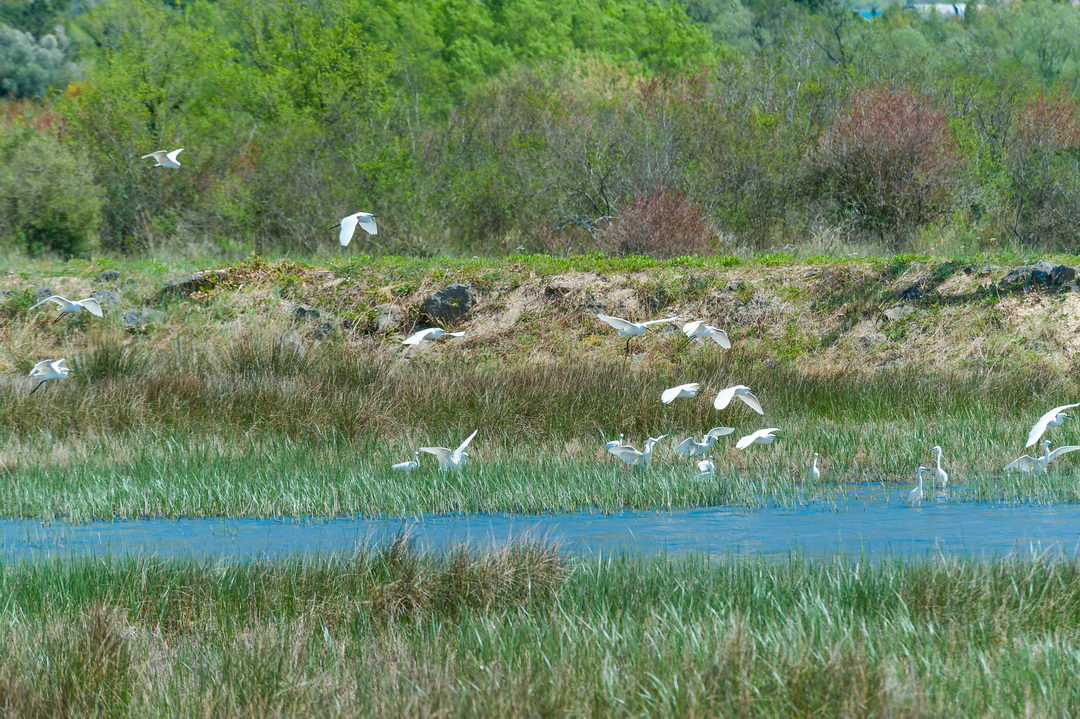 Tivatska Solila